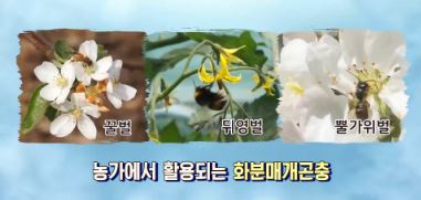 비틀에코 이미지