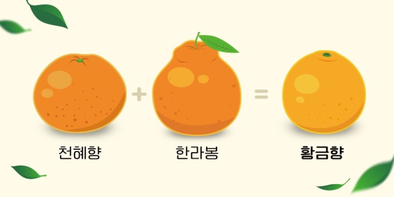 황금향 이미지