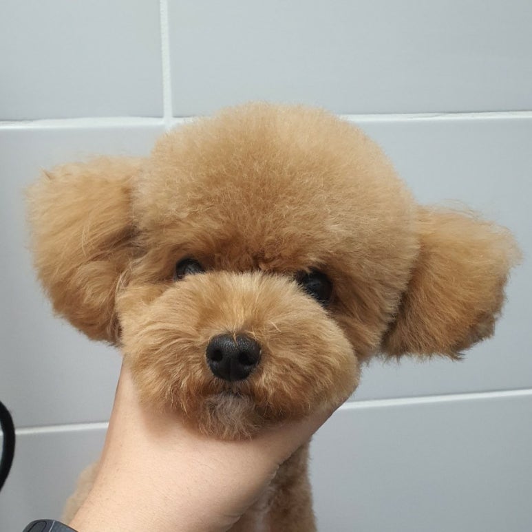 커트1센치 이미지