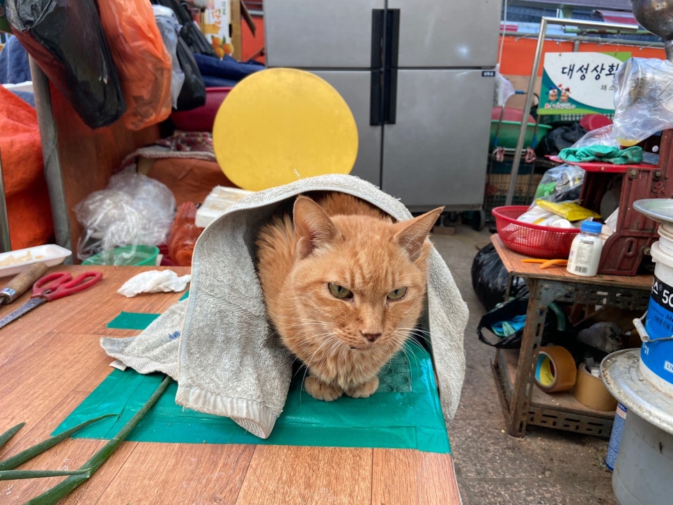 대성트레이드 이미지