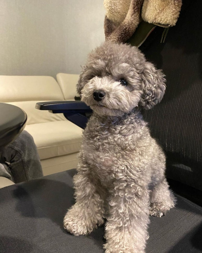 젤스타 이미지