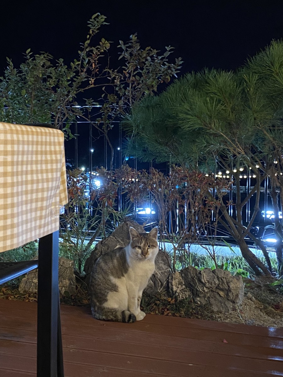 코코로망스 이미지