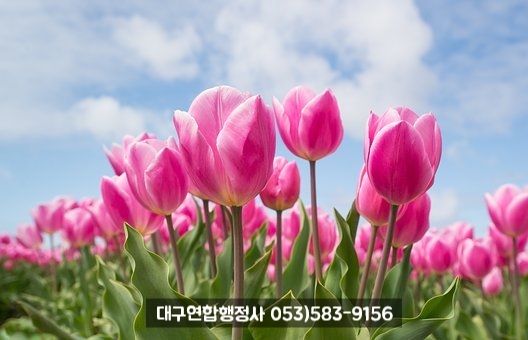 행정사김덕수 이미지