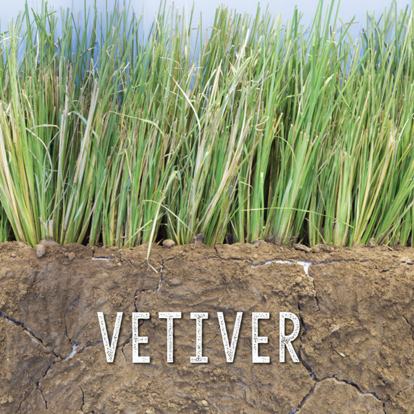 베티버(vetiver) 이미지