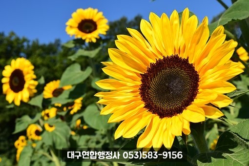 행정사김덕수 이미지