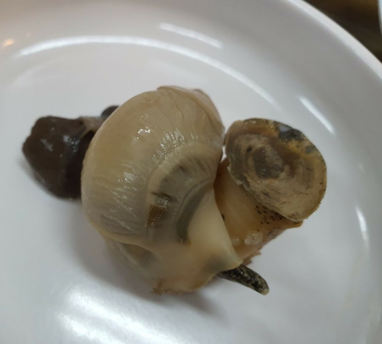 주문진망치 이미지
