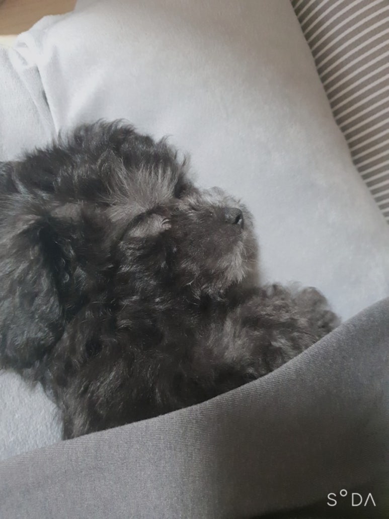산노루 이미지