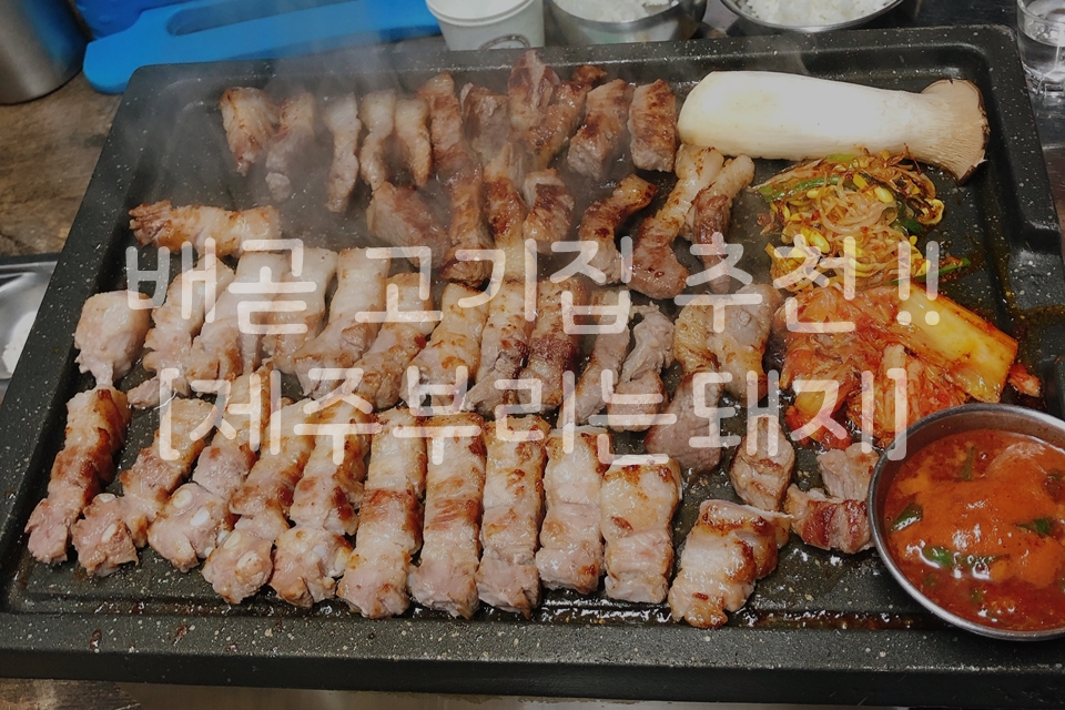 제주부리는돼지 이미지