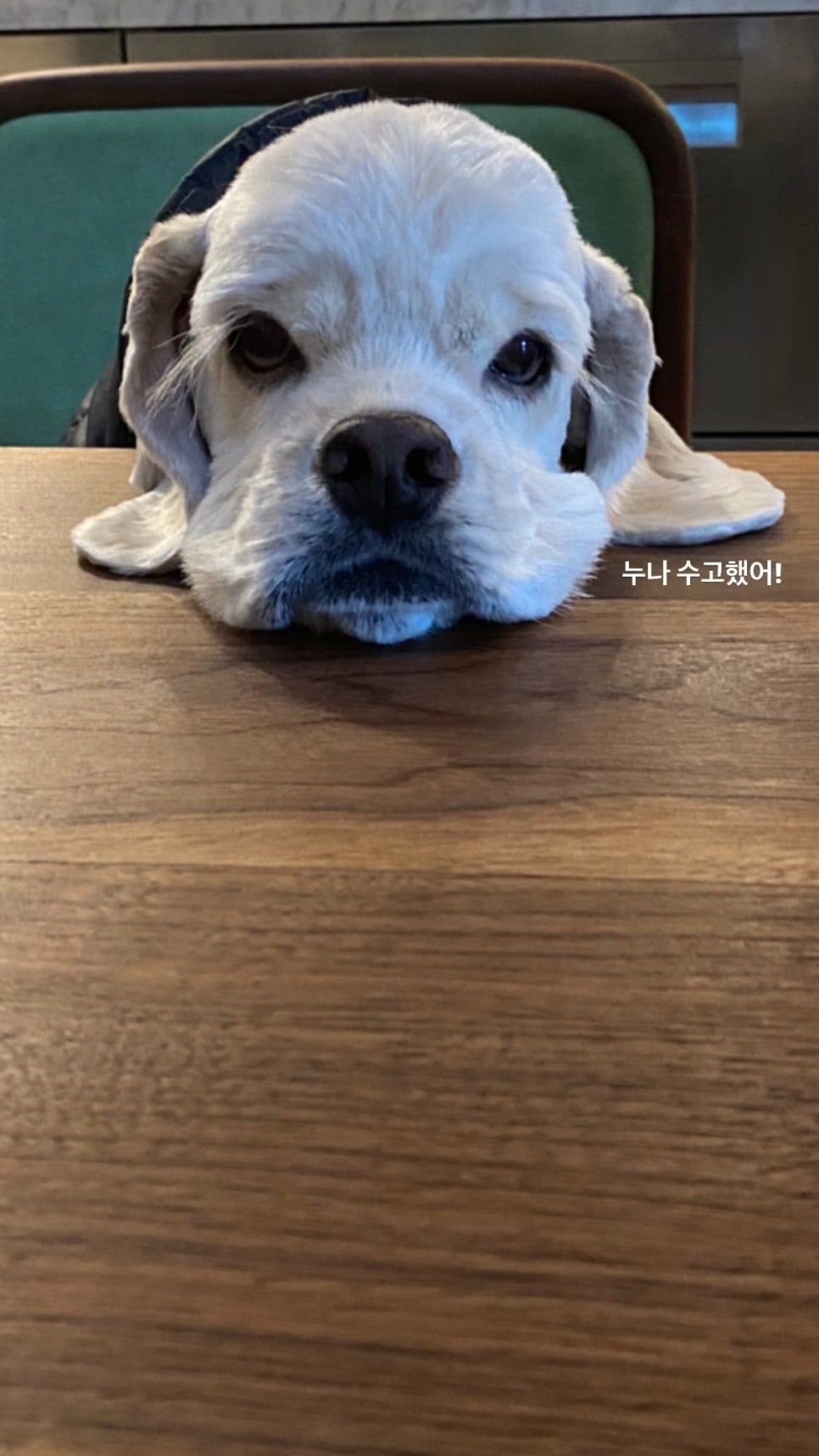 쿠마스토리 이미지