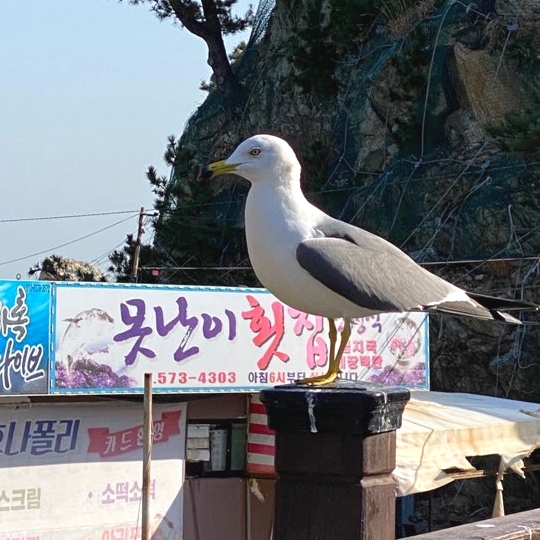 장호항영기횟집 이미지