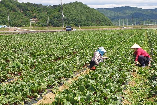 보람농산 이미지