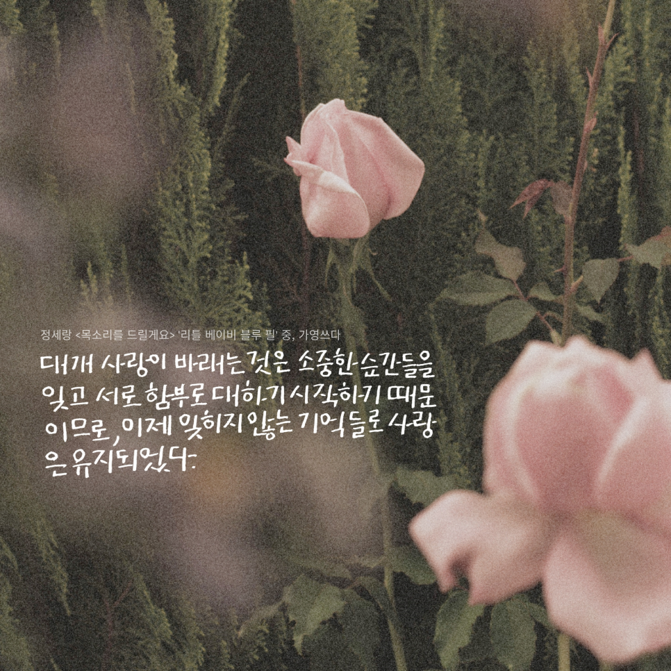 리틀필 이미지