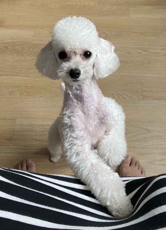 마이펫가든 이미지