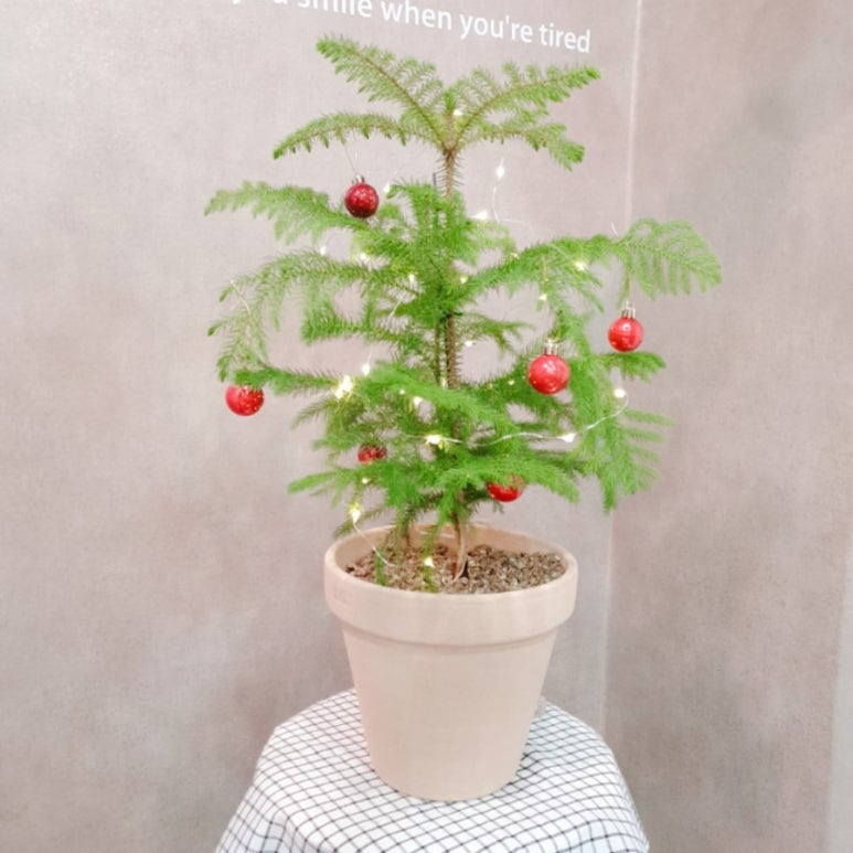 비비플랜트 이미지