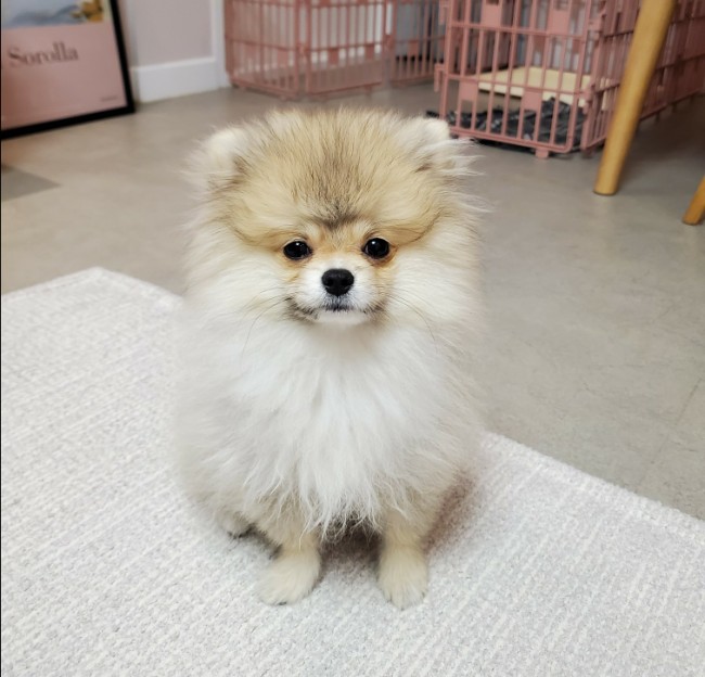 펫츠바이 이미지