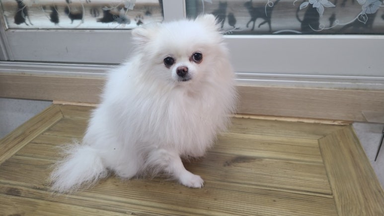 몽이냥이 이미지