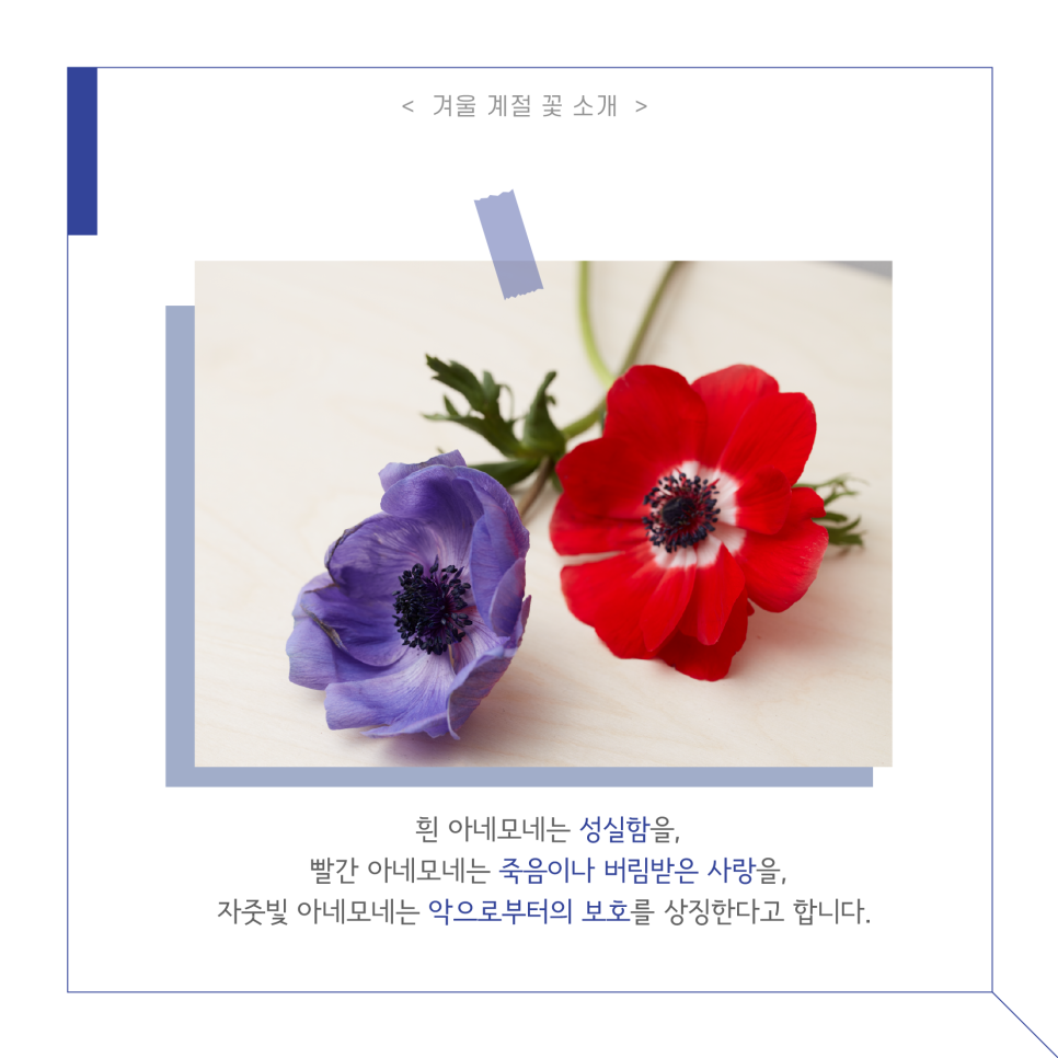 아도니스프로젝트 이미지