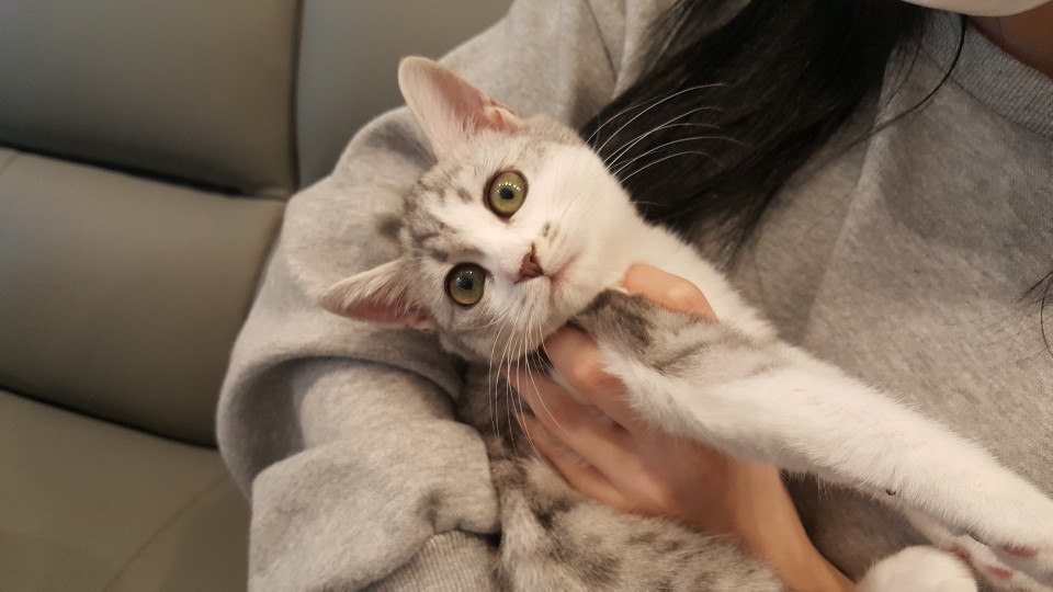아이시루 이미지