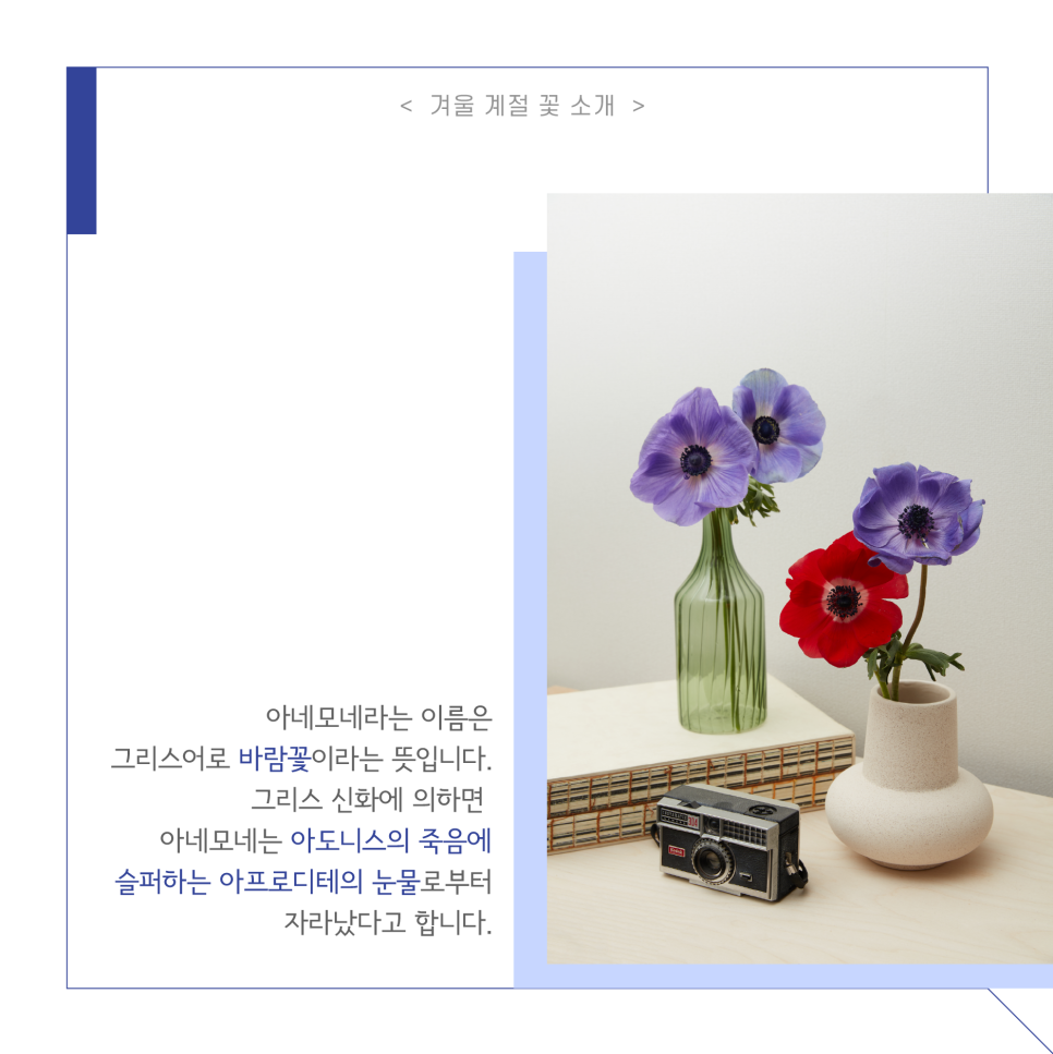아도니스프로젝트 이미지