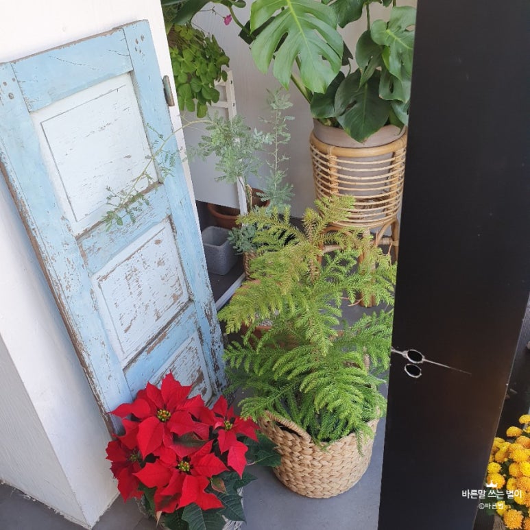보태니컬 플랜(Botanical Plan) 이미지