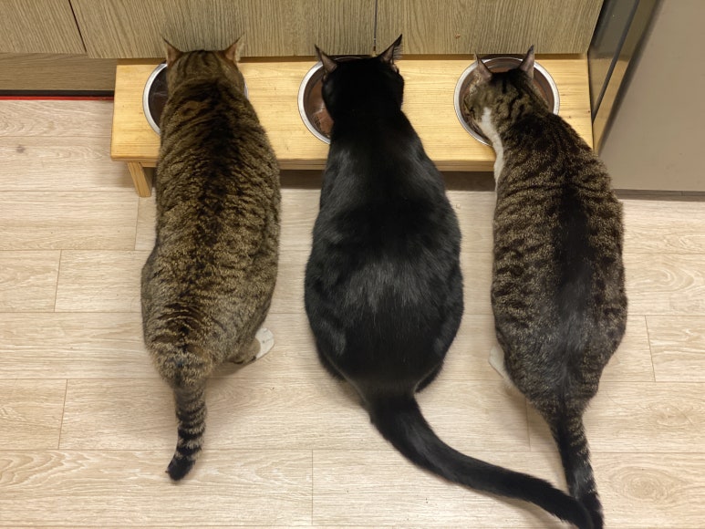파인푸드 이미지