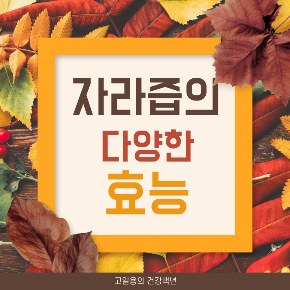 고일용의건강백년 이미지