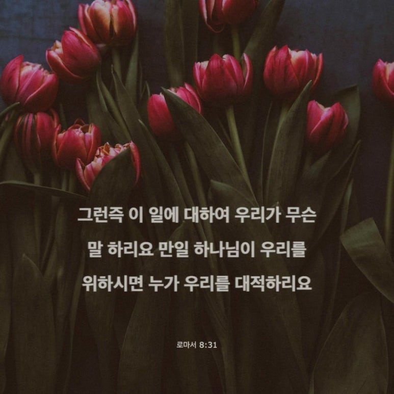 하리요8 이미지