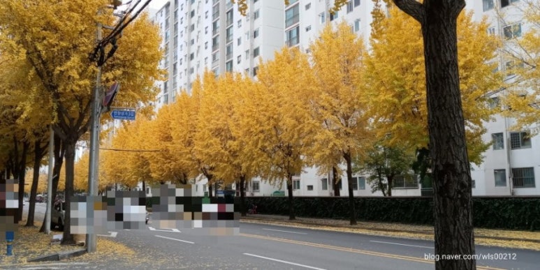 국수나무연향점 이미지