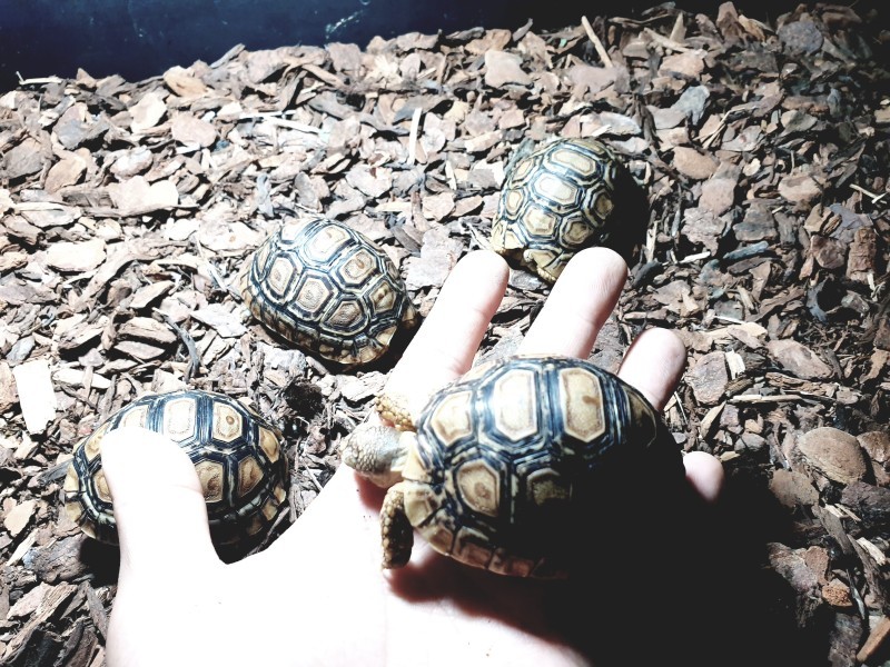 튼튼한거북이 이미지