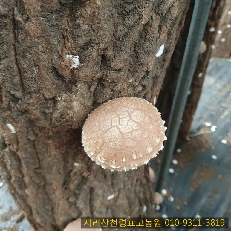 지리산천령표고농원 이미지