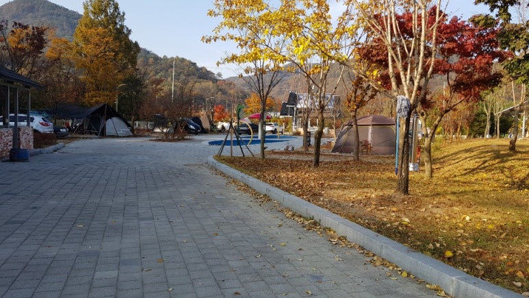 강변사리 이미지