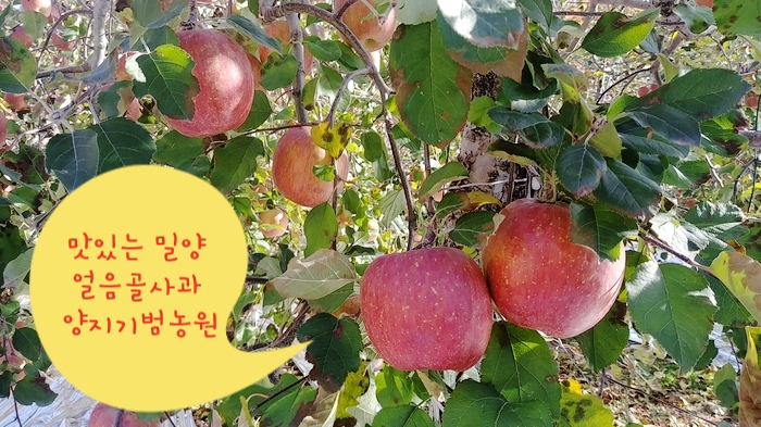 양지농산물 이미지