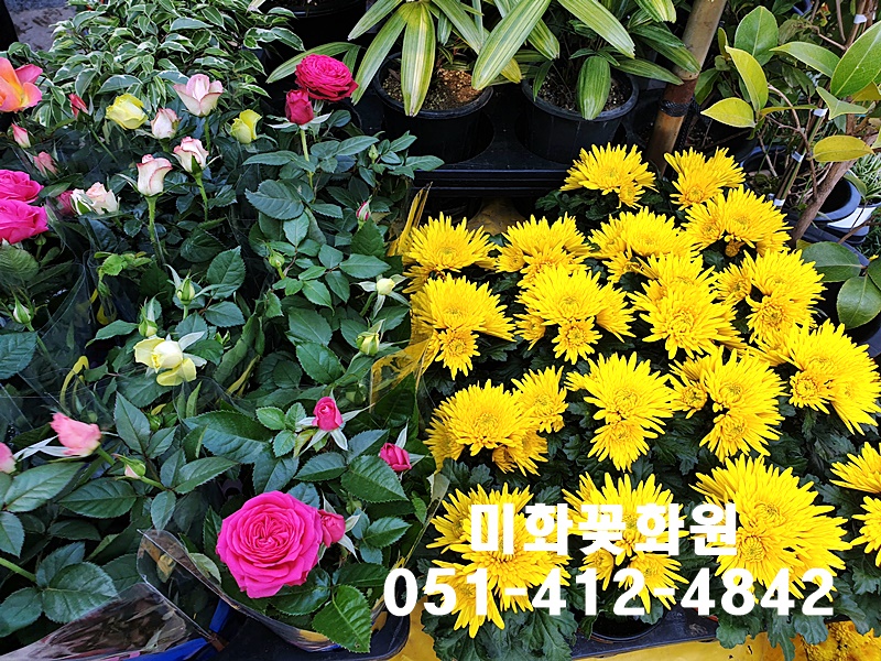 미화화원 이미지