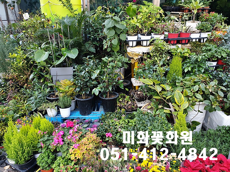 미화화원 이미지