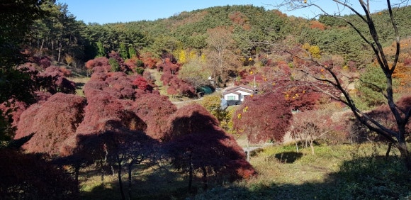 청단풍 이미지
