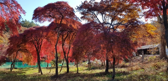 청단풍 이미지