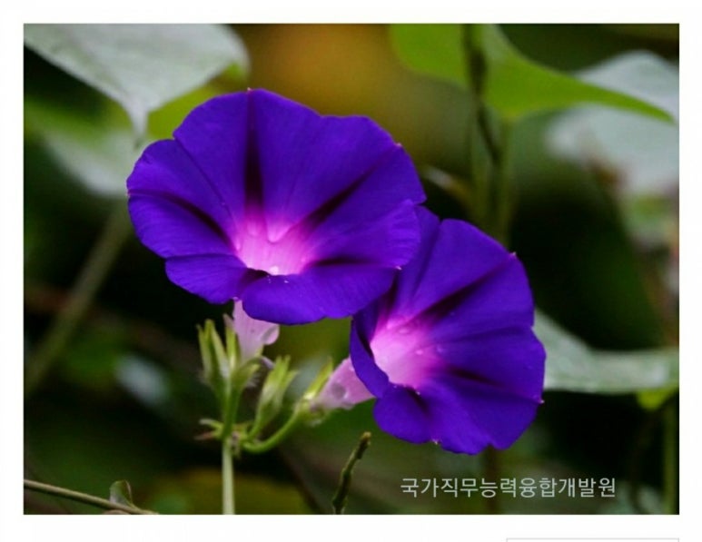 정 직업소개소 이미지