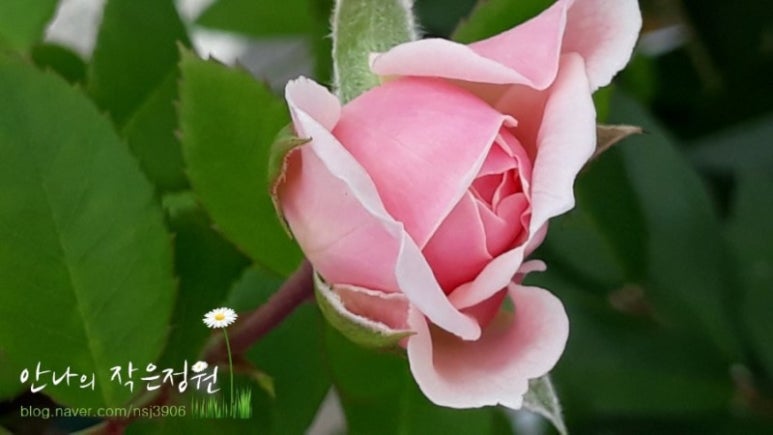 안나의정원 이미지