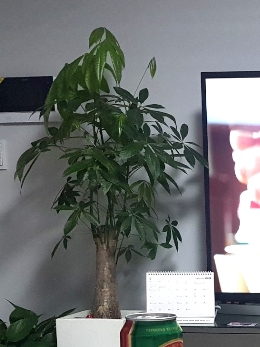 한일꽃식물원 이미지