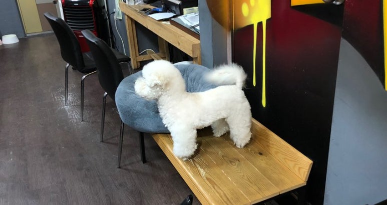 양군피어싱 이미지