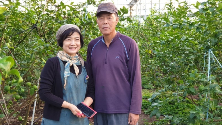 레몬농장 이미지