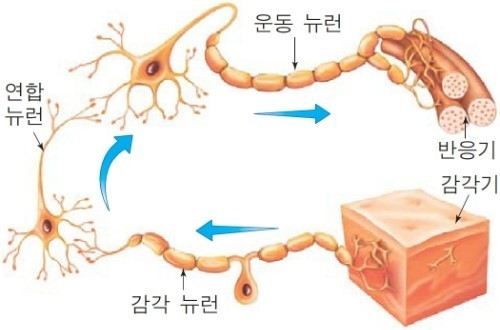 더뉴런 이미지