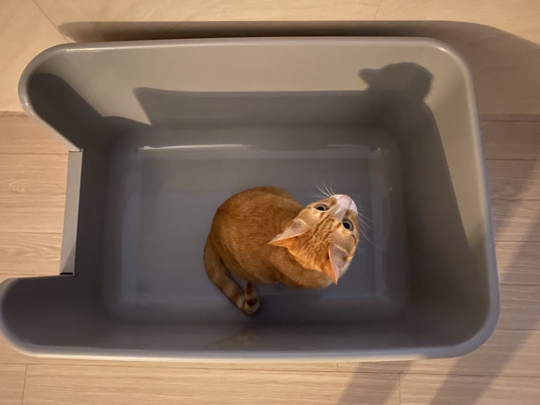 캐츠박스 이미지