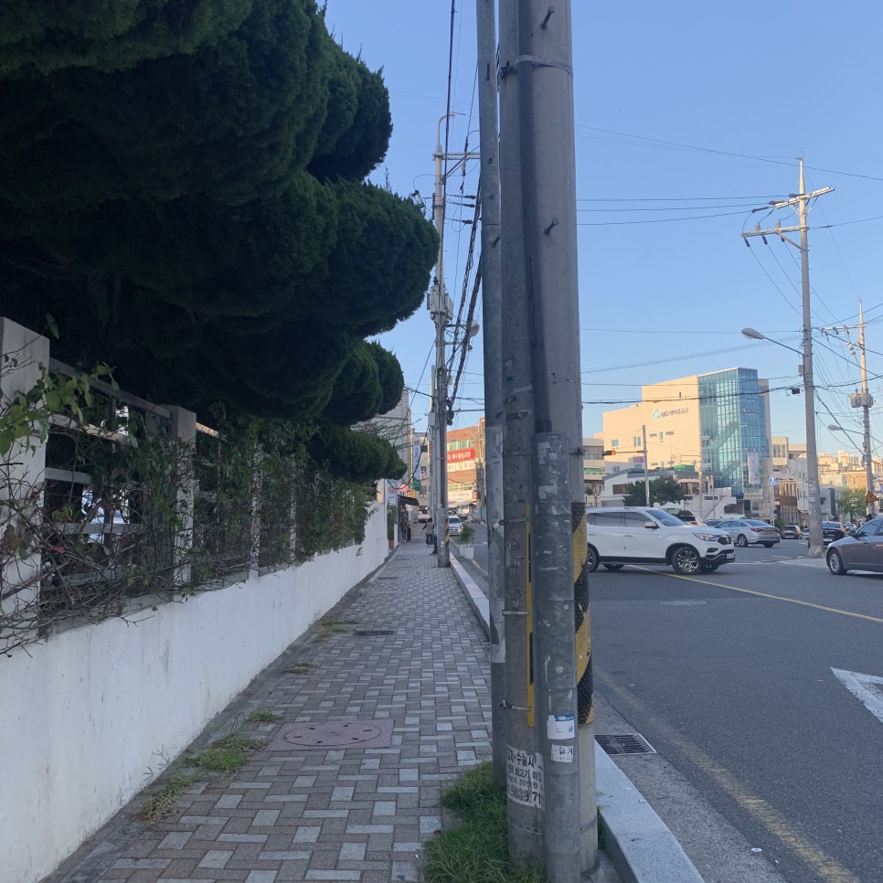 태양장 이미지