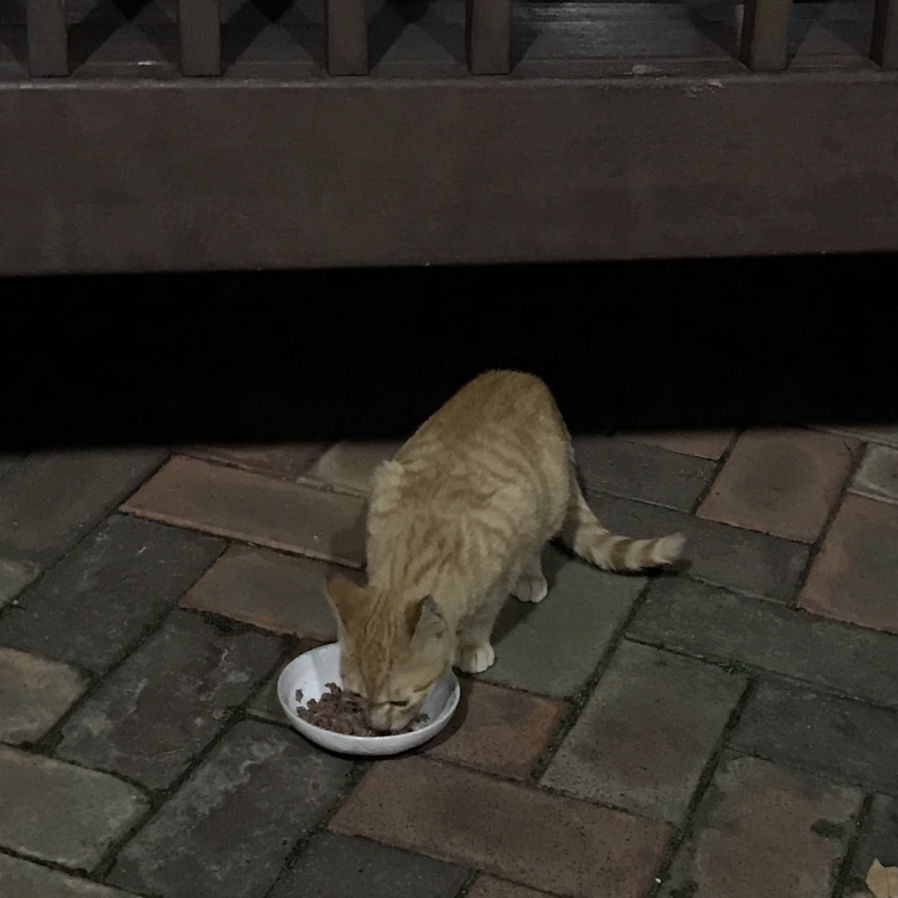 블레쓰.유 이미지