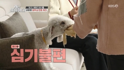 바비슈 이미지