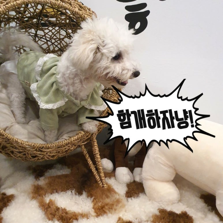함개하자냥 이미지