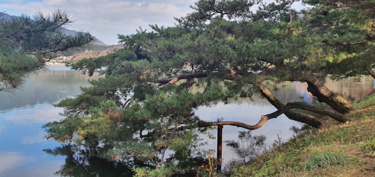 한국소나무집 이미지