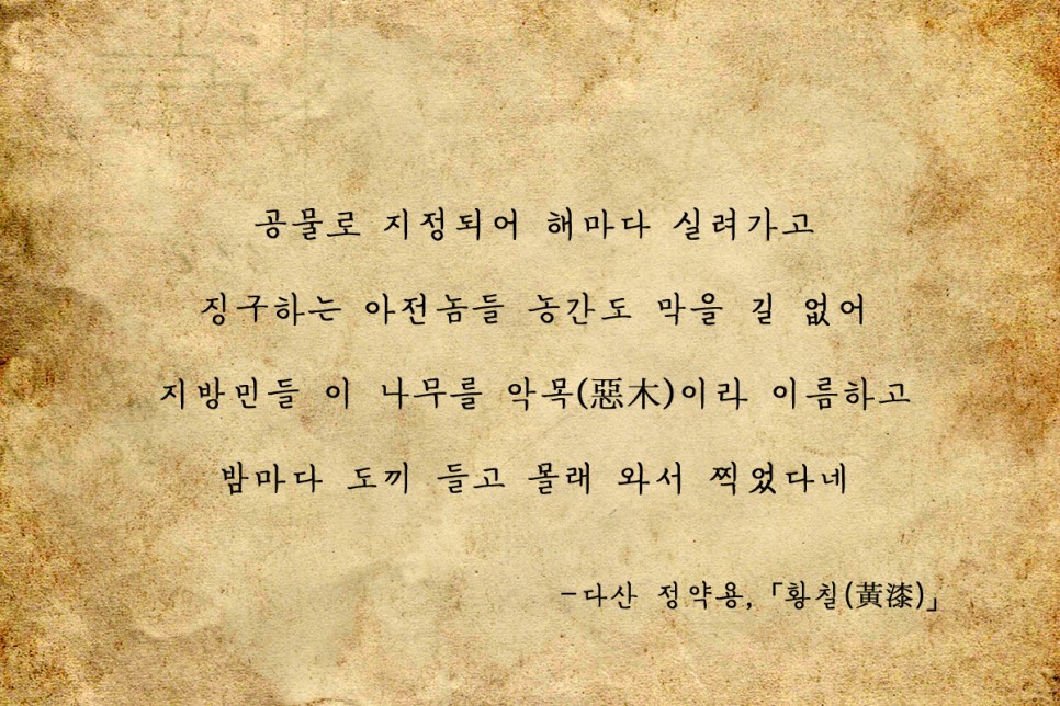 천년의황칠 이미지