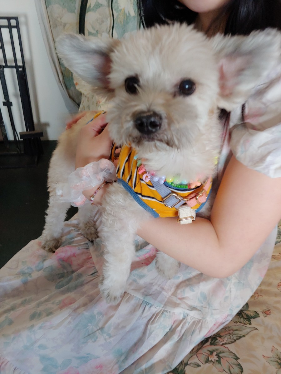 더레이지캣 이미지